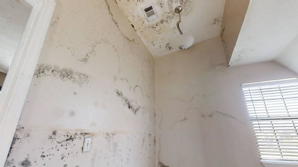 Best Environmental Consulting for Mold Prevention  in Saratoga, WY