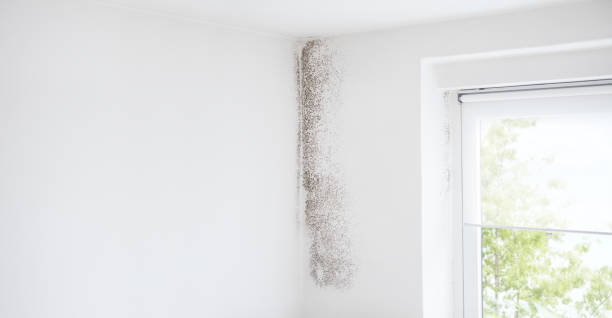 Best Dehumidification Services  in Saratoga, WY