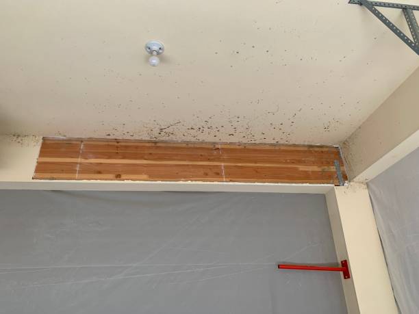 Best Water Damage & Mold Remediation  in Saratoga, WY