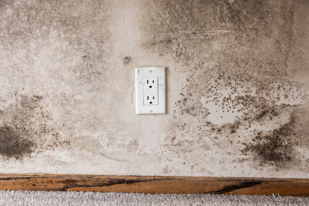 Best Air Quality Testing for Mold Spores  in Saratoga, WY