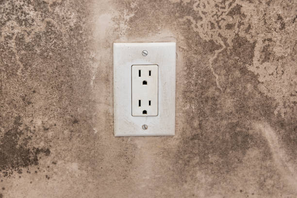 Best Industrial Mold Remediation  in Saratoga, WY