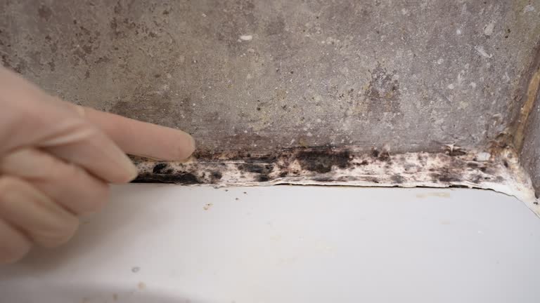 Best Mold Damage Restoration  in Saratoga, WY