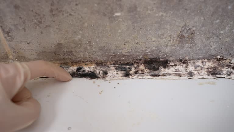  Saratoga, WY Mold Removal Pros