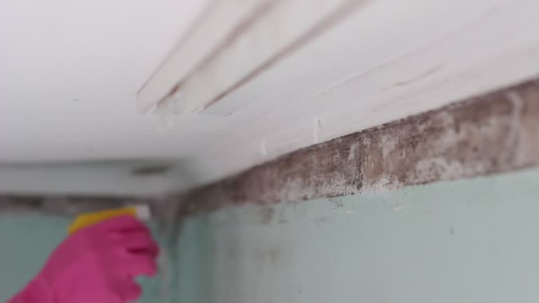 Best Mold Remediation for Healthcare Facilities  in Saratoga, WY